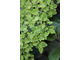 Hydrangea macrophylla  'Schloss Wackerbarth' SAXON ®
