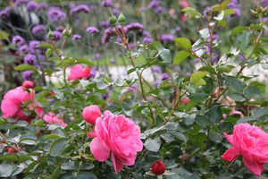 Róże i werbena patagońska