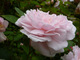 Róża 'Eglantyne'