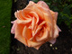 Róża 'Warm Wisches'