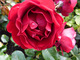 Róża 'Red Abundance'