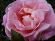 Róża ' Audrey Wilcox'