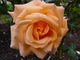 Róża 'Rosemary Harkness'