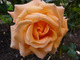 Róża 'Rosemary Harkness'