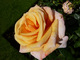 Róża 'Princess Royal'