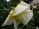 Róża ''Peaudouce'