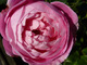 Róża 'La Reine Victoria'