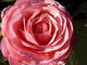 Róża 'Ruby Celebration'