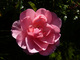 Róża 'Bonica'