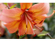 Lilie nadają ogrodowi tropikalnego charakteru, zwłaszcza takie w gorących barwach