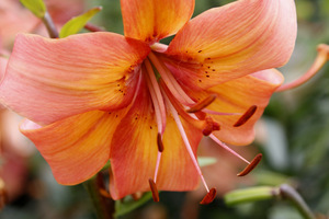 Lilie nadają ogrodowi tropikalnego charakteru, zwłaszcza takie w gorących barwach