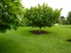 Wokół drzew możemy wyciąć kwadraty lub koła i wyściółkować je kompostem lub posadzić byliny okrywowe