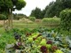 Vegetable & Cutting Garden, tutaj w efektowny sposób uprawiane są warzywa na potrzeby domu