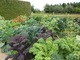 Ten warzywny ogród eksponuje urodę warzyw, dodano też do nich kwiaty