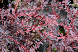 Berberys 'Red Chief'