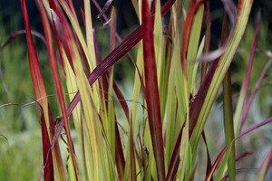 Imperata cylindryczna 