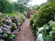 Kolekcja hortensji, przechodząc ścieżką podziwiamy z bliska ich kwiaty