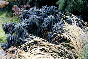 Jesienna szata wilczomlecza i trawy Hakonechloa macra