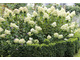 Lato sierpniowe i wielkie kwiatostany hortensji 'Limelight'