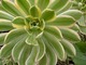 Aeonium, ale jakie!  'Sunburst' ma paskowane liście, pozostałe sukulenty w tym ogrodzie konkurują ze sobą dziwnymi kształtami lub kolorem