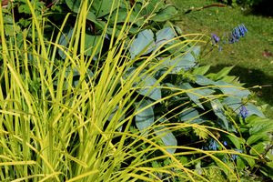 Turzyca o żółtych liściach (Carex elata 'Aurea')