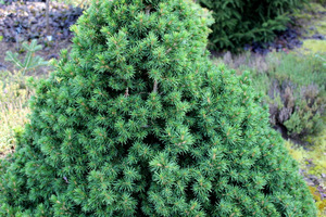 Picea abies 'Tompa'