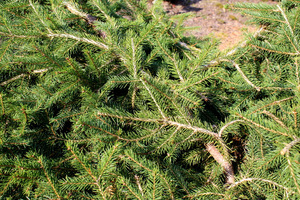 Picea abies 'Formanek'