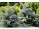 Abies lasiocarpa 'Compacta'