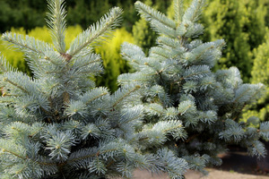 Abies lasiocarpa 'Compacta'