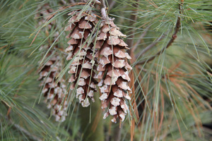 Pinus strobus 'Fastigiata'