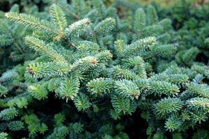 Abies balsamea 'Hudsonia'