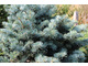 Abies concolor 'Compacta'