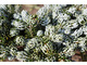 Abies koreana 'Icebreaker'