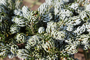 Abies koreana 'Icebreaker'