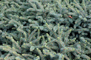 Picea mariana "Nana'