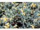 Pstrokaty Juniperus squamata 'Floreant'