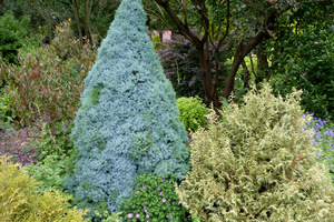 Picea glauca 'Sander's Blue'