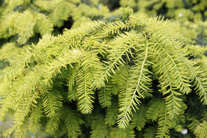 Taxus baccata 'Dovastonii Aurea'