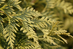 Thuja occidentalis 'Yellow Ribbon'