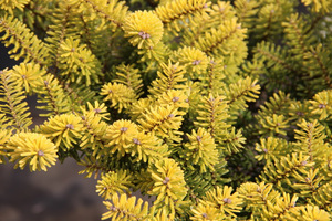 Abies koreana 'Luminetta'