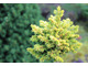 Picea abies 'Pniowiec WB'