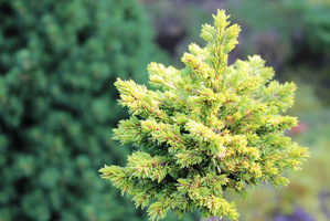 Picea abies 'Pniowiec WB'