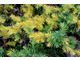 Juniperus coniferta 'Golden Wings'