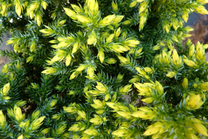 Juniperus pingii 'Hulsdonk Yellow'