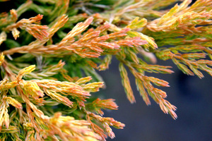 Juniperus horizontalis 'Limeglow' po przymrozkach