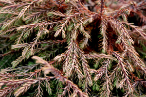 Thuja occidentalis 'Golden Tuffet' jesienią