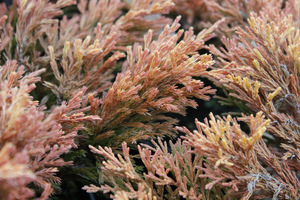 Juniperus horizontalis 'Limeglow' zimą