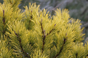 Pinus mugo 'Wintersonne'