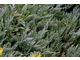 Juniperus horizontalis 'Blue Chip'