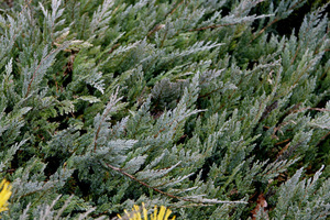 Juniperus horizontalis 'Blue Chip'